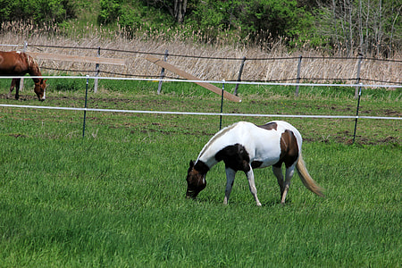 Spotted brown and white horse on the Military Ridge State Trail thumbnail