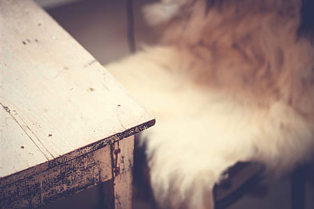 chair, table, fur, seat thumbnail
