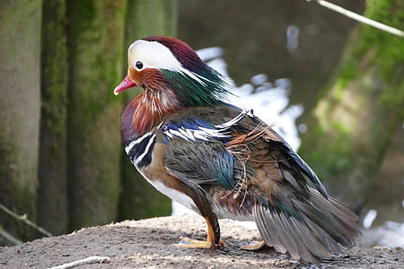 multicolored bird standing on brown surface thumbnail