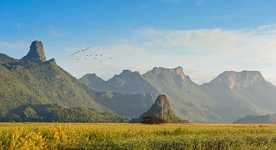 field of yellow plants thumbnail