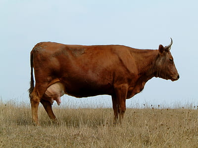 brown cattle on grass during daytime thumbnail