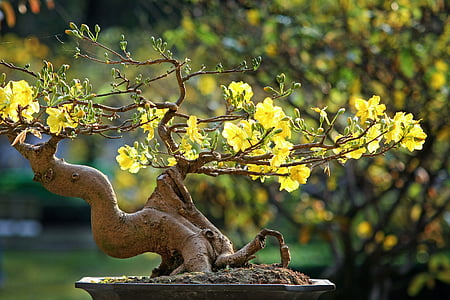 yellow flowering bonsai tree close up photo thumbnail