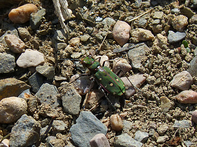 Cicindela Campestris, Country Cicindela thumbnail