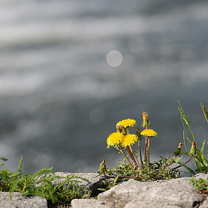 yellow daisy flowers on rock thumbnail