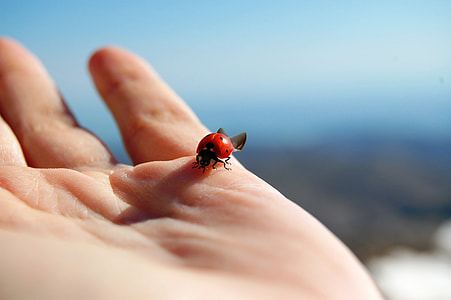 macro photography of red ladybug on person palm thumbnail
