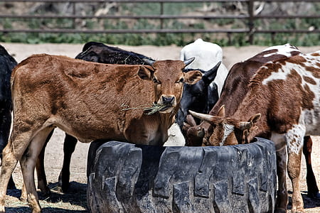cattle eating grass during daytime thumbnail