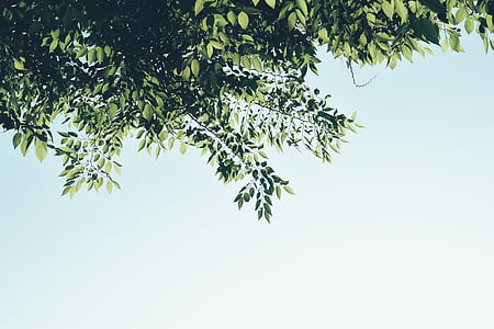green leaf tree thumbnail