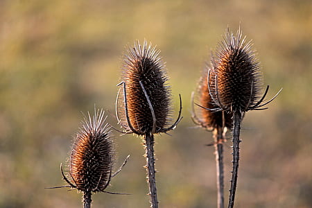 selective focus photography of withered thistles thumbnail