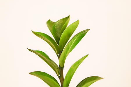 green plant thumbnail