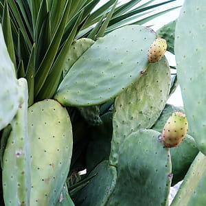 Photography of Green Cactus thumbnail