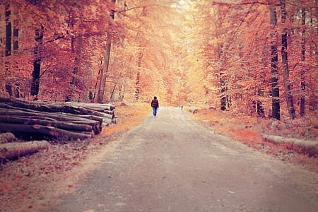 person walking along pathway underneath trees thumbnail