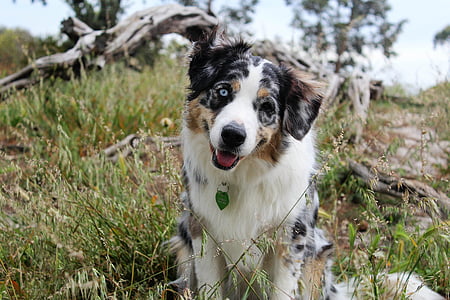 adult white, black, and brown Australian shepherd sits on grass field at daytime thumbnail