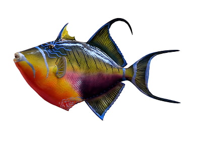 multicolored fish with white background thumbnail