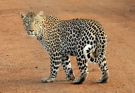 black and white cheetah on land during daytime thumbnail