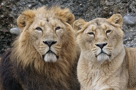 lion and lioness thumbnail