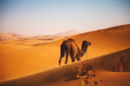 brown camel walking on sand near open field thumbnail
