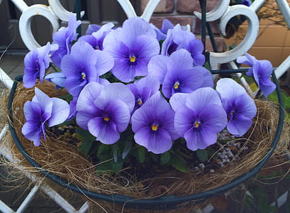 purple petaled flowers on nest at daytime thumbnail