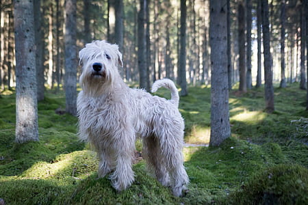 large long-coated white dog standing on grass field near trees during daytime thumbnail