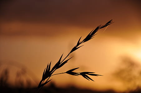 silhouette of wheat during orange sunset shallow focus photography thumbnail
