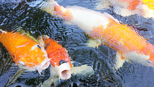 time lapse photography of koi fish thumbnail