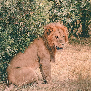 lion sitting on grass beside tree thumbnail