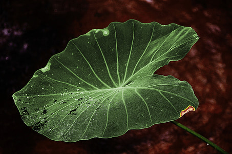 green elephant ear plant thumbnail