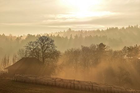 house beside tree during dawn thumbnail