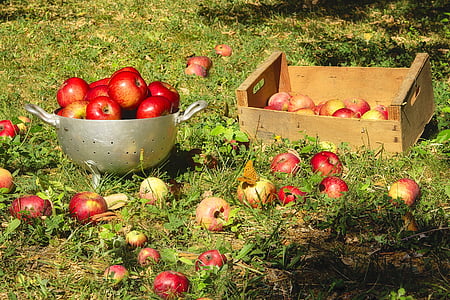 red apples on tray during daytime thumbnail