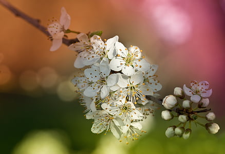selective focus photo of white petaled flowers thumbnail
