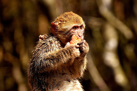 Barbary Ape, Endangered Species thumbnail