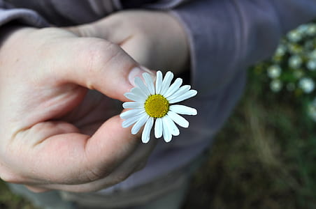 person holding chamomile flower thumbnail