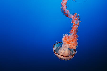 orange and gray jellyfish underwater thumbnail