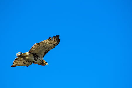 flying hawk thumbnail