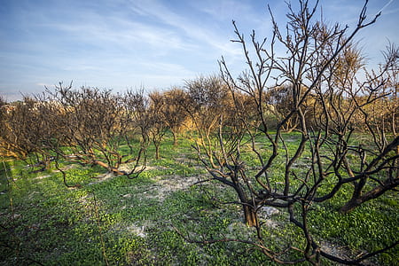 Trees thumbnail