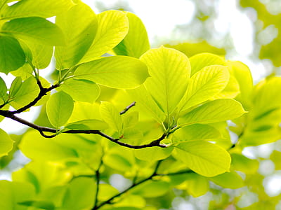 low angle photograph of green leafed plant thumbnail