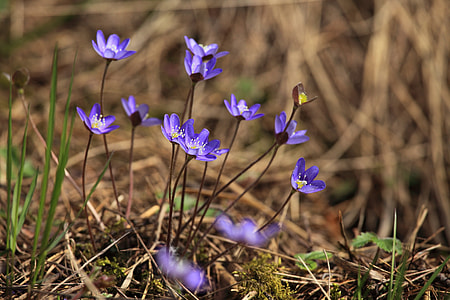 shallow focus photography of purple flowers thumbnail