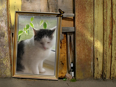 brown wood-framed painting of white and black cat thumbnail