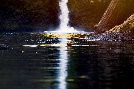 man in water near waterfalls thumbnail