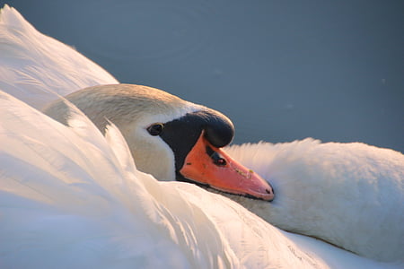 swan in bokeh photography thumbnail