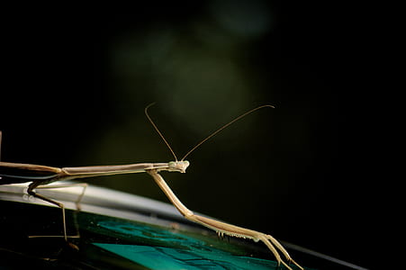 selective focus photography of brown stick insect thumbnail