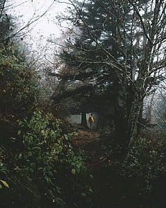 landscape photography of man walking deep into forest thumbnail