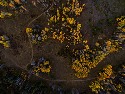 aerial photo green-and-gray trees during daytime thumbnail