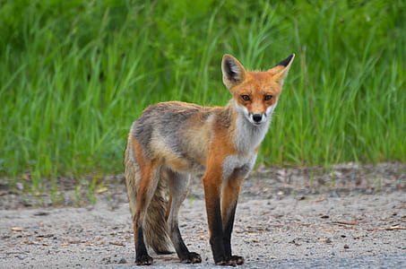 brown, white, and black fox standing on gray surface thumbnail