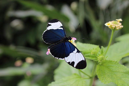 close up photo of blue and white butterfly perching on green leafed plant at daytime thumbnail