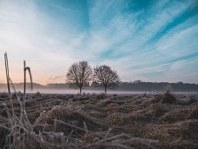 landscape photography of trees and mountains thumbnail