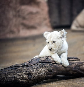 tiger cub on wood thumbnail