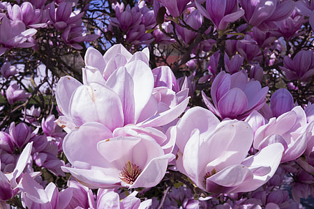 blooming purple petaled flowers thumbnail