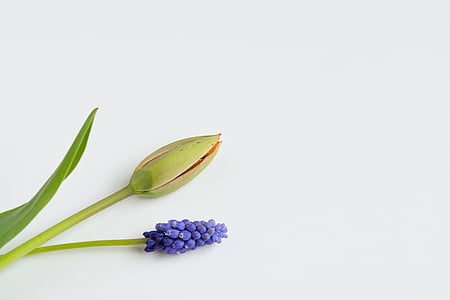 purple flower bud thumbnail