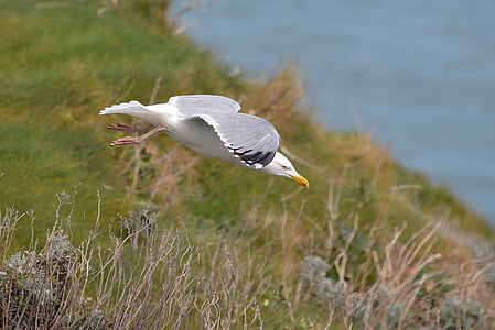 flying seagull over green grass thumbnail