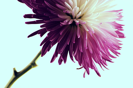 close up photography of white and purple petaled flower thumbnail